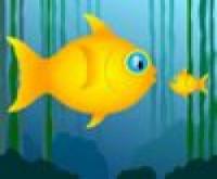 Big Fish Little Fish Swim School