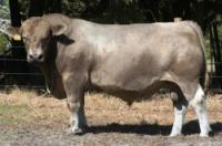 Bundaleer Murray Grey Stud