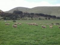 Ellis Farm Consultancy