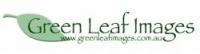 Green Leaf Images