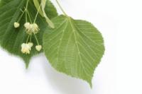 Mien Natural therapies
