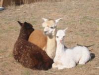 Myst-B-Haven Alpaca Stud