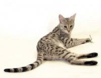 Savannah Cats Down Under