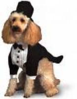 Strictly Grooming 4 Paws