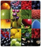 Super Food Juice