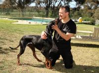 Canine Snake Avoidance