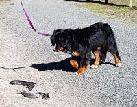 Canine Snake Avoidance