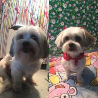 The Doggy Barber Dog Grooming