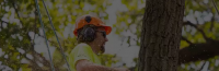 Tree Removal Melbourne - Pctrees