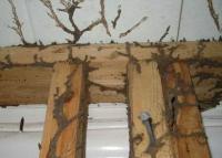 Termite Control Melbourne