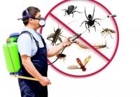 Pest Control Brighton