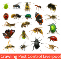 Pest Control Liverpool