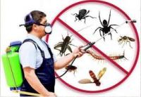 Pest Control Morisset