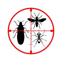 Pest Control Ringwood
