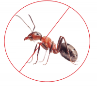 Ant Control Brisbane