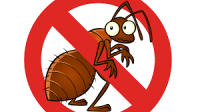 Bedbugs Control Adelaide