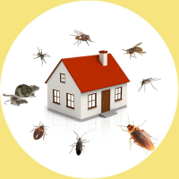 Pest Control Frankston