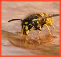 Pest Control Werribee