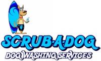 Scrub a Dog