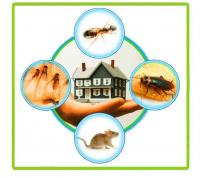 Pest Control Earlwood