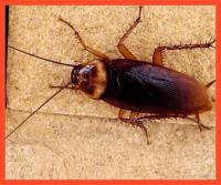 Pest Control Edgecliff