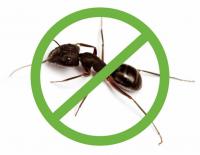 Ant Control Brisbane