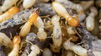 Newcastle Termite Specialists