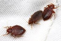 Pest Control Coombabah