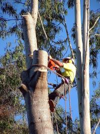 Ballarat Tree Removal