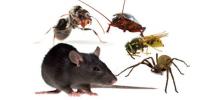 Pest Control Northcote