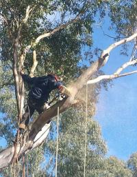 Affordable Dan's Tree Removal Sydney