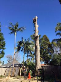 Affordable Tree Services Northern Beaches
