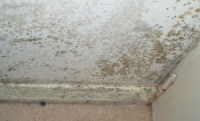 Mold Removal Specialists