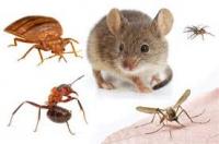 Pest Control Lilydale