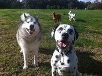 Urban Paws Doggy Daycare - Geelong