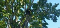 John's Tree Services North Shore