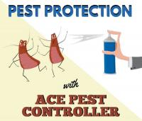 Pestcontrolsurfersparadise