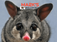 Possum Removal Melbourne