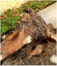 BLOCKED DRAIN SERVICE