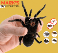 Pest Control Surfers Paradise