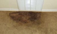 Carpet Cleaning Essendon