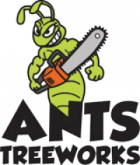 Ants Tree Works