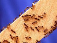 Pest Control Baldivis