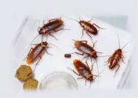 Pest Control Bendigo
