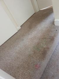 Carpet Steam Cleaning Services in Brisbane