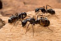 Pest Control Ainslie