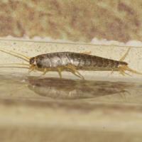 Pest Control Lesmurdie