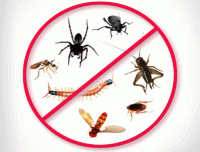 Pest Control Mosman
