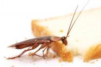 Pest Control Munster