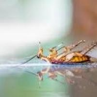 Pest Control Ngunnawal